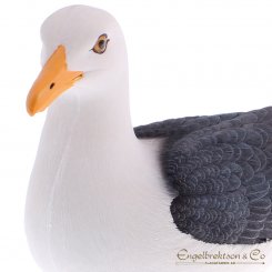Portrait of a seagull, perfect decoration with a coastal feel